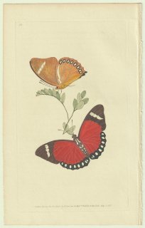 1825ǯ Donovan The Naturalist's Repository Pl.113 ƥϥ祦 ܥƥ° 쥦ܥƥ Papilio eleus