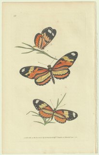 1825年 Donovan The Naturalist's Repository Pl.120 タテハチョウ科 メカニチス属 Papilio lysimnia