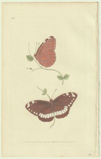 1825年 Donovan The Naturalist's Repository Pl.129 タテハチョウ科 ルリマダラ属 ルリマダラ Papilio sylvester