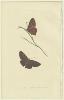 1825ǯ Donovan The Naturalist's Repository Pl.136 祦 ͥ° Papilio cassander
