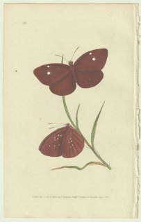 1826年 Donovan The Naturalist's Repository Pl.158 タテハチョウ科 ルリマダラ属 Papilio dryasis