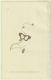 1826年 Donovan The Naturalist's Repository Pl.171 シャクガ科 テリナ属 Papilio charmione