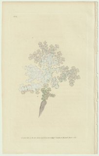 1826年 Donovan The Naturalist's Repository Pl.144 サボテングサ科 サボテングサ属 サボテングサ Corallina opuntia