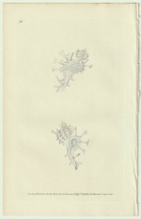 1822年 Donovan The Naturalist's Repository Pl.16 アッキガイ科 イチョウガイ属 トゲナガイチョウ Murex scorpio