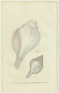 1822年 Donovan The Naturalist's Repository Pl.21 オニコブシガイ科 ツルビネッラ属 シャンクガイ Voluta pyrum