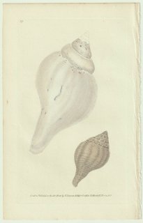 1822年 Donovan The Naturalist's Repository Pl.22 オニコブシガイ科 ツルビネッラ属 シャンクガイ Voluta pyrum