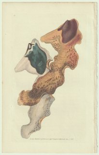 1823年 Donovan The Naturalist's Repository Pl.28 シュモクガイ科 シュモクガイ属 シュモクガイ Malleus maculatus