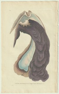 1825年 Donovan The Naturalist's Repository Pl.105 マクガイ科 マクガイ属 シュモクアオリガイ Perna isognomum