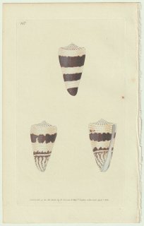 1826年 Donovan The Naturalist's Repository Pl.147 イモガイ科 イモガイ属 ユウキイモ Conus augur
