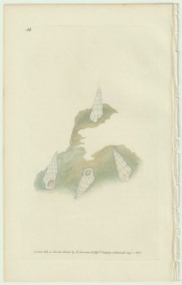 1826年 Donovan The Naturalist's Repository Pl.163 イトカケガイ科 オパリア属 オパリアイトカケ Turbo australis