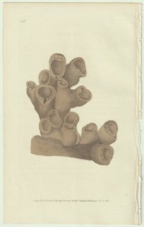 1826ǯ Donovan The Naturalist's Repository Pl.167 饫 饫° Spongia truncata