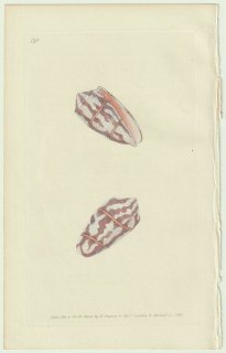 1826年 Donovan The Naturalist's Repository Pl.170 イモガイ科 イモガイ属 Conus bicinctus