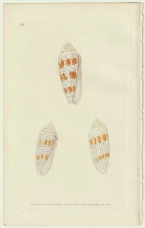 1826年 Donovan The Naturalist's Repository Pl.176 イモガイ科 イモガイ属 シロマダライモ Conus nussatella