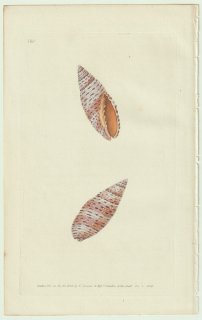 1826年 Donovan The Naturalist's Repository Pl.180 フデガイ科 イモフデガイ属 マルアラフデ Voluta scabriuscula