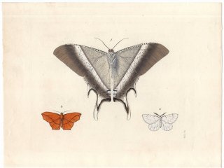 1837年 Dru Drury & J.O.Westwood 新版 外来昆虫図譜 Vol.1 Pl.8 ツバメガ科 リッサ属 シャクガ科 プロコエロデス属 キンギリア属など3種