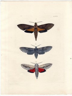 1837年 Dru Drury & J.O.Westwood 新版 外来昆虫図譜 Vol.1 Pl.27 スズメガ科 エリンニス属 スフィンクス属など3種