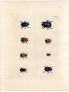 1837年 Dru Drury & J.O.Westwood 新版 外来昆虫図譜 Vol.1 Pl.35 コガネムシ科 エウプレウルス属 ディコトミウス属 ニジダイコクコガネ属など6種 糞虫