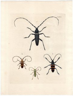 1837年 Dru Drury & J.O.Westwood 新版 外来昆虫図譜 Vol.1 Pl.39 カミキリムシ科 ヨーロッパヤマカミキリ トラキデレス属 ケロプレシス属など4種