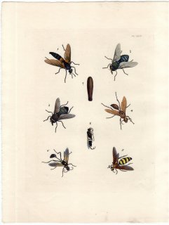 1837年 Dru Drury & J.O.Westwood 新版 外来昆虫図譜 Vol.1 Pl.44 ムシヒキアブモドキ アメリカジガバチなど6種