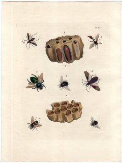 1837年 Dru Drury & J.O.Westwood 新版 外来昆虫図譜 Vol.1 Pl.45 ヘリカメムシ科 ミツバチ科 イエバエ科 サシガメ科など8種