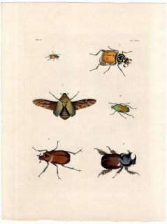 1837年 Dru Drury & J.O.Westwood 新版 外来昆虫図譜 Vol.2 Pl.30 コガネムシ科 アンチケイラ属 タテヅノカブト属 ゴカクサイカブト属など5種
