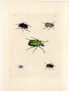 1837年 Dru Drury & J.O.Westwood 新版 外来昆虫図譜 Vol.2 Pl.32 コガネムシ科 ミカンスオオツノカナブン シンジュアシナガコガネなど5種