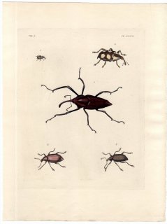 1837年 Dru Drury & J.O.Westwood 新版 外来昆虫図譜 Vol.2 Pl.33 ゾウムシ科 バリディウス属 プレポデス属 オサゾウムシ科 カランドラ属など4種