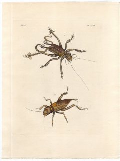 1837年 Dru Drury & J.O.Westwood 新版 外来昆虫図譜 Vol.2 Pl.43 マキバネコロギス コオロギ科 ブラキトルペス属