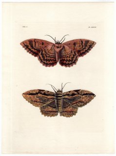 1837年 Dru Drury & J.O.Westwood 新版 外来昆虫図譜 Vol.3 Pl.39 トモエガ科 チサニア属 フクロウモス