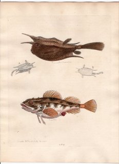 1760年 Edwards 博物収集 初版 Pl.284 ハコフグ科 コンゴウフグ フサカサゴ科 フサカサゴ属