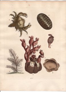 1760年 Edwards 博物収集 初版 Pl.286 フジツボ科 フジツボ属 ケブカガニ科 ヘアリークラブなど4種