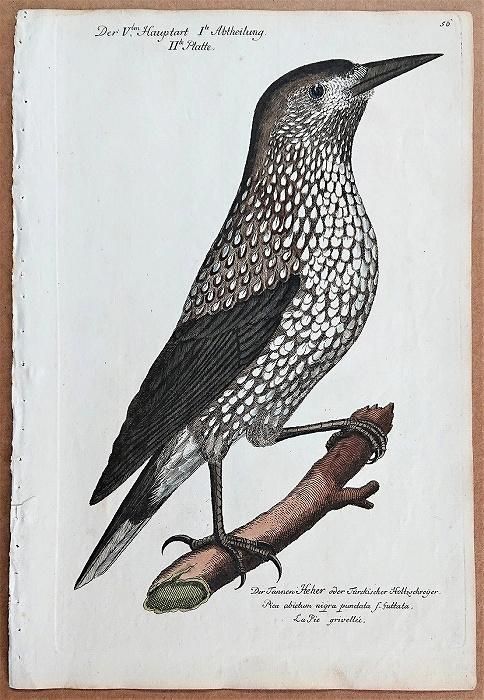 1733年 Frisch ドイツの鳥類 初版 Pl.56 カラス科 ホシガラス属