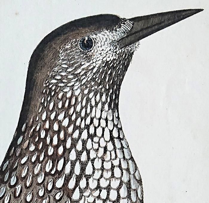 1733年 Frisch ドイツの鳥類 初版 Pl.56 カラス科 ホシガラス属 1733年 Frisch ドイツの鳥類 初版 Pl.56 カラス科 ホシガラス属