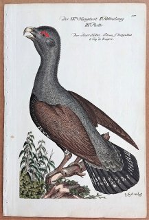 1733年 Frisch ドイツの鳥類 初版 Pl.107 キジ科 オオライチョウ属 ヨーロッパオオライチョウ Tetrao foemina urogallus