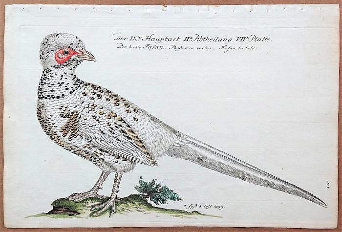 1733年 Frisch ドイツの鳥類 初版 Pl.124 キジ科 キジ属