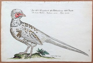 1733年 Frisch ドイツの鳥類 初版 Pl.124 キジ科 キジ属 コウライキジ Phasianus varius 雌