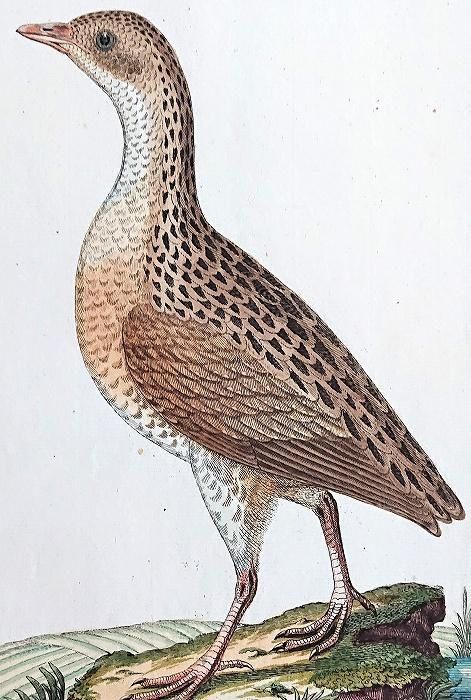シモンズグランドセール 171873645_o1.jpg? 版画