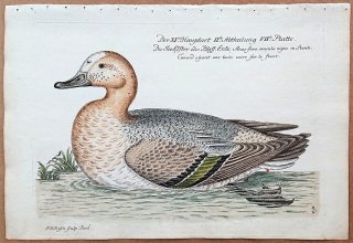 1733年 Frisch ドイツの鳥類 初版 Pl.164 カモ科 Anas fera macula nigra