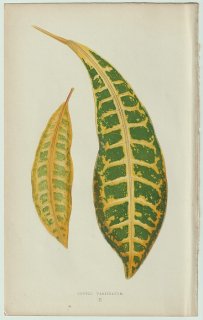 1866年 E.J.Lowe Beautiful Leaved Plants Pl.2 トウダイグサ科 クロトンノキ属 ヘンヨウボク Croton variegatum