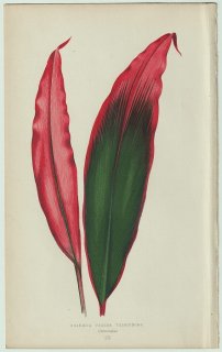 1866年 E.J.Lowe Beautiful Leaved Plants Pl.3 キジカクシ科 センネンボク属 センネンボク Dracaena ferrea versicolor