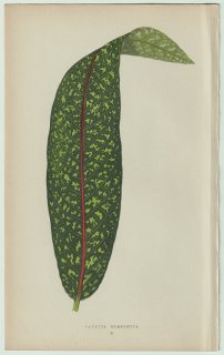 1866年 E.J.Lowe Beautiful Leaved Plants Pl.5 アカネ科 コプトスペルマ属 Pavetta borbonica