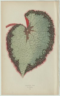 1866年 E.J.Lowe Beautiful Leaved Plants Pl.6 シュウカイドウ科 シュウカイドウ属 レックスベゴニア Begonia rex