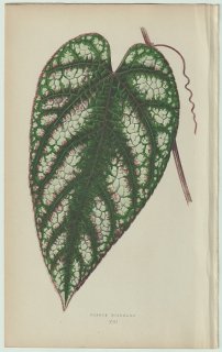 1866年 E.J.Lowe Beautiful Leaved Plants Pl.13 ブドウ科 セイシカズラ属 セイシカズラ Cissus discolor