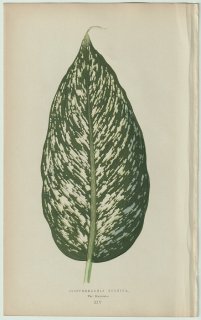 1866ǯ E.J.Lowe Beautiful Leaved Plants Pl.14 ȥ ǥեХ° Dieffenbachia seguina. var.Maculata