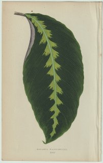 1866年 E.J.Lowe Beautiful Leaved Plants Pl.17 クズウコン科 ゴエペルチア属 Maranta warscewiczii
