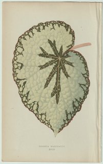 1866ǯ E.J.Lowe Beautiful Leaved Plants Pl.18 奦ɥ 奦ɥ° Begonia marshallii