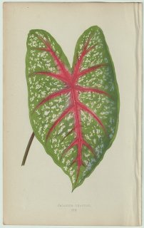 1866ǯ E.J.Lowe Beautiful Leaved Plants Pl.19 ȥ 饸° ˥ Caladium chantini