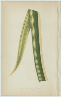 1866年 E.J.Lowe Beautiful Leaved Plants Pl.21 パイナップル科 アナナス属 パイナップル Ananassa sativa variegata