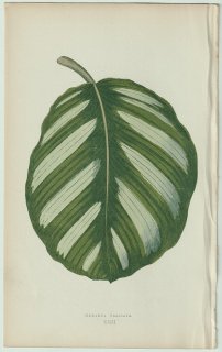1866年 E.J.Lowe Beautiful Leaved Plants Pl.23 クズウコン科 ゴエペルチア属 Maranta fasciata