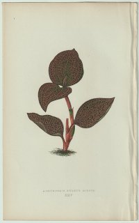1866ǯ E.J.Lowe Beautiful Leaved Plants Pl.24  Хʥ她° Anoectochilus setaceus 奨륪å